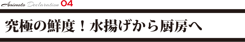 究極の鮮度！水揚げから厨房へ