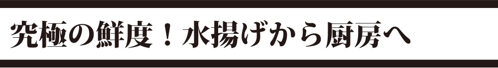 究極の鮮度！水揚げからの厨房へ